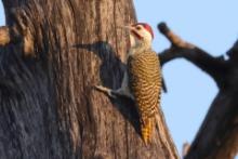 Dzięciolik akacjowy - Campethera bennettii - Bennett's Woodpecker