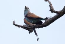 Kraska flagosterna - Coracias spatulatus - Racket-tailed Roller