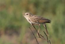 Skowroniec białobrewy - Calendulauda sabota - Sabota Lark