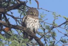 Sóweczka plamobrzucha - Glaucidium capense - African Barred Owlet