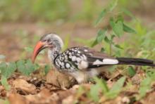 Toko buszmeński - Tockus rufirostris - Southern red-billed hornbill