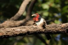 Wąsal obrożny - Lybius torquatus - Black-collared Barbet