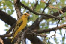 Wilga złota - Oriolus auratus - African Golden Oriole