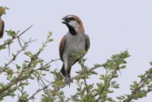 Wróbel rdzawy - Passer motitensis - Great Sparrow