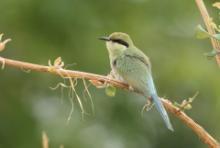 Żołna widłosterna - Merops hirundineus - Swallow-tailed Bee-eater