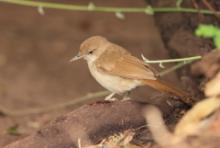 Jasnobrzuch ziemny - Phyllastrephus terrestris - Terrestrial Brownbul