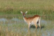 Kob moczarowy - Kobus leche - Southern Lechwe