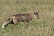 Szakal pręgowany - Canis adustus - Side-striped Jackal