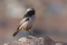 Białorzytka maghrebska - Oenanthe halophila - Western Mourning Wheatear