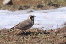 Górniczek - Eremophila alpestris - Horned Lark