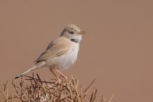 Pokrzewka saharyjska - Curruca deserti - African Desert Warbler