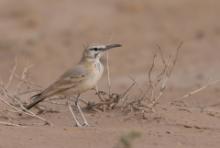 Skowron pustynny - Alaemon alaudipes - Greater Hoopoe-Lark