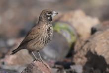 Skowroniak - Ramphocoris clotbey - Thick-billed Lark