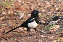 Sroka gołooka - Pica mauritanica - Maghreb Magpie