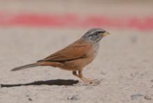 Trznadel saharyjski - Emberiza sahari - House Bunting