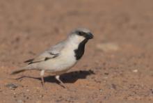 Wróbel pustynny - Passer simplex - Desert Sparrow