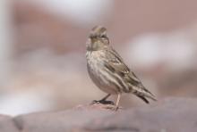 Wróbel skalny - Petronia petronia - Rock Sparrow