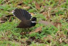 Wachlarzówkowate - Rhipiduridae - Fantails