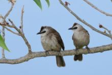 Bilbil ubogi - Yellow-vented Bulbul - Pycnonotus goiavier 