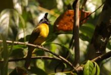 Bilbil żółtobrzuchy - Black-crested Bulbul - Rubigula flaviventris 