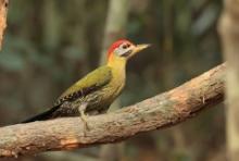 Dzięcioł żółtoszyi - Laced Woodpecker - Picus vittatus