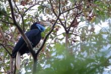 Dzioborożec fałdodzioby - Wreathed Hornbill - Rhyticeros undulatus