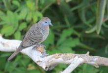 Gołąbek zebrowany - Zebra dove - Geopelia striata