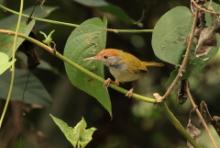 Krawczyk ciemnoszyi - Dark-necked Tailorbird - Orthotomus atrogularis