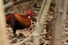 Kur bankiwa - Red Junglefowl - Gallus gallus