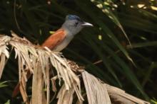 Muchodławka indochinska - Blyth's Paradise-flycatcher - Terpsiphone affinis