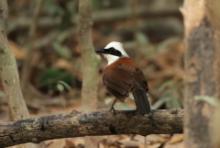 Sójkowiec białoczuby - White-crested Laughingthrush - Garrulax leucolophus