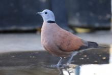 Synogarlica mała - Red Collared-Dove - Streptopelia tranquebarica