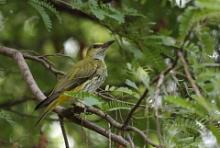 Wilga maskowa - Black-naped Oriole - Oriolus chinensis