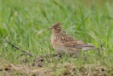 Skowronek - Alauda arvensis - Eurasian Skylark