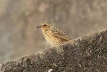 Świergotek samotny - Anthus nilghiriensis - Nilgiri Pipit
