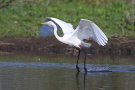 Czapla biała - Ardea alba - Western Great Egret