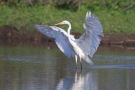 Czapla biała - Ardea alba - Western Great Egret