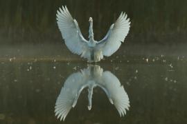 Czapla biała - Ardea alba - Western Great Egret