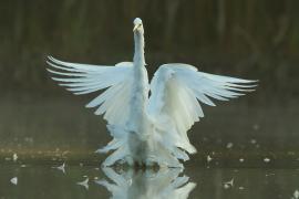 Czapla biała - Ardea alba - Western Great Egret