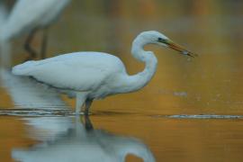 Czapla biała - Ardea alba - Western Great Egret