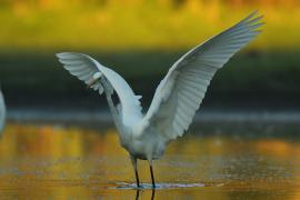 Czapla biała - Ardea alba - Western Great Egret