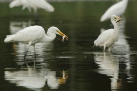 Czapla biała - Ardea alba - Western Great Egret