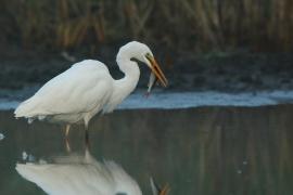 Czapla biała - Ardea alba - Western Great Egret