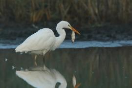 Czapla biała - Ardea alba - Western Great Egret