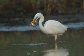 Czapla biała - Ardea alba - Western Great Egret