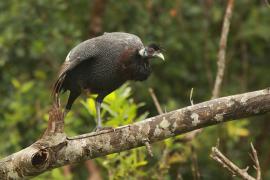Perlica czubata - Guttera pucherani - Kenya Guineafowl