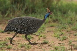 Perlica zwyczajna - Numida meleagris - Helmeted Guineafowl