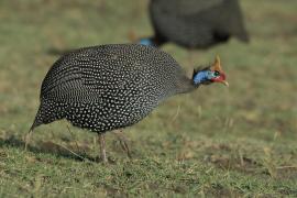 Perlica zwyczajna - Numida meleagris - Helmeted Guineafowl