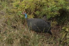 Perlica zwyczajna - Numida meleagris - Helmeted Guineafowl