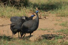 Perlica zwyczajna - Numida meleagris - Helmeted Guineafowl